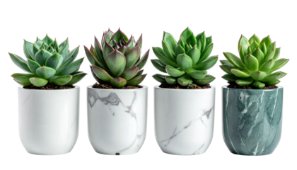 Collection of Four Contemporary Succulent Plants in Stylish Pots with a Transparent Background