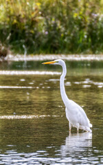 Great egret a member of the heron family.