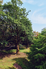 Naklejka premium Trees and forest in a sunlit park with green foliage, grass and shaded paths, nature scene offering peaceful summer landscape for outdoor recreation and tranquil walking.