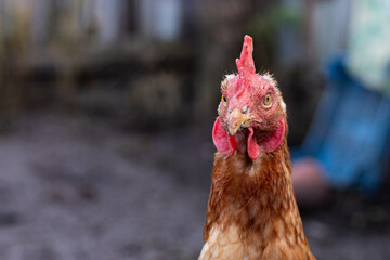 close shot of alert hen in muddy surroundings, detailed closeup of brown hen with vibrant feathers and comb