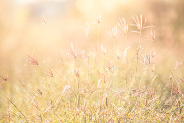 Dreamy wild grass flowers backlight by the sun.