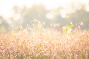 Dreamy wild grass flowers backlight by the sun.