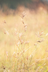 Dreamy wild grass flowers backlight by the sun.