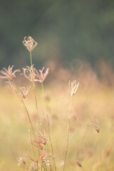 Dreamy wild grass flowers backlight by the sun.
