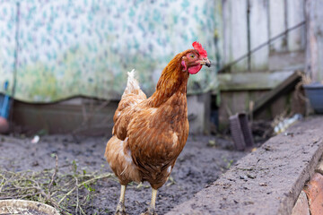 solo brown hen stands confidently on wooden step within textured mudfloored rural environment