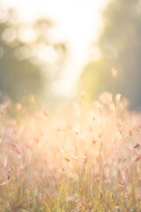 Dreamy wild grass flowers backlight by the sun.