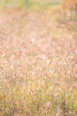 Dreamy wild grass flowers backlight by the sun.
