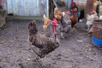 farmyard scene showing lively chicken group with distinctive postures and textured feathers
