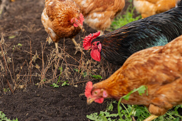 rooster leads hens across textured farm ground, feathered farm animals explore soil near planting area