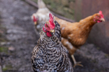 close inspection of hen in alleyway, intimate view of hen with textured feathers and piercing gaze