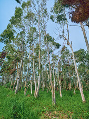 Naklejka premium trees eucalyptus forest trunks grass sky, tall slender eucalyptus trees in a green woodland with grassy understory, white bark stems and scattered leaves under clear blue sky for peaceful nature