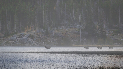 Elk foggy morning hazy Rocky Mountain Colorado National Park Landscape water lake