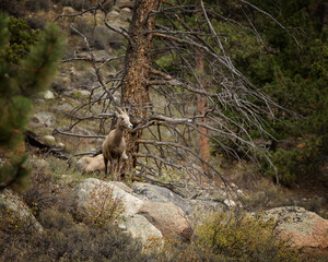 Rocky Mountain Colorado National Park big horn sheep on rock