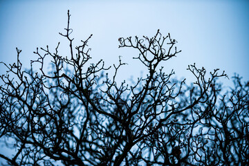 Fototapeta premium Monochromatic silhouette of a tangle of twisted bare tree branches against dull cold blue-gray winter sky