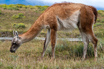 Obraz premium Guanaco in the Torres del Paine National Park. Patagonia, Chile
