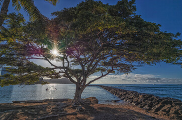 Tree on a Beach with Water in the Background.