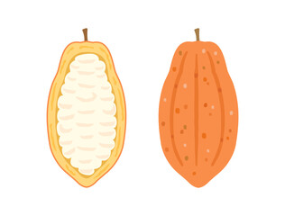 カカオの実・カカオポッドとカカオパルプをイメージしたイラスト