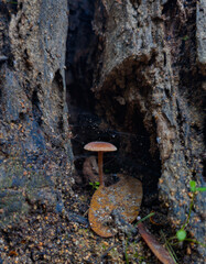 Tiny Brown Fungi Growing in the Dark Crevice of a Decaying Tree Trunk