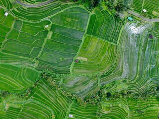 Top-down of lush terraced rice fields in tropical countryside
