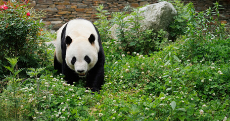 Giant panda walking in the zoo