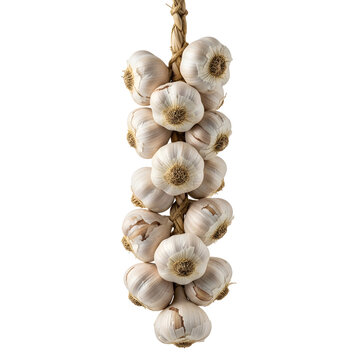 A vertical string featuring numerous tightly bound white garlic bulbs with natural textures and golden hues, suspended against a transparent backdrop.