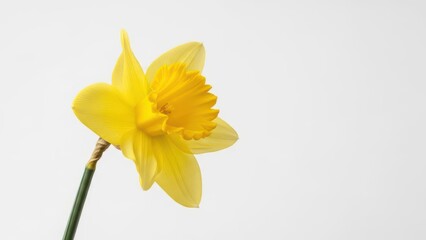 A single yellow daffodil flower with a white background
