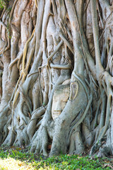 ワット プラ マハータート　วัดมหาธาตุ　Buddha head in the roots of a Bodhi tree