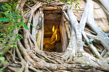 菩提樹に覆われた本堂のワット バーンクン　วัดบางกุ้ง　Wat Bang Kung