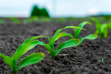 Rows of vibrant young green shoots emerge from the dark earth, symbolizing new beginnings and natural agricultural growth.