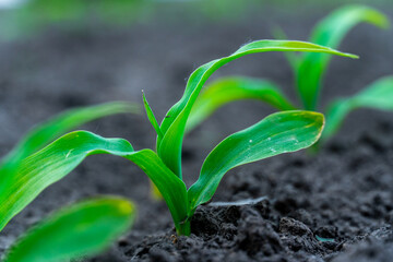 Young green crop plants are steadily growing from dark fertile soil, symbolizing the promise of new life and sustainable agriculture.