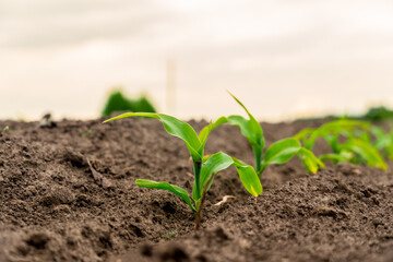 Young green plants are actively growing in fertile dark soil. Small seedlings emerge in rows, bathed in natural light, showing new life.