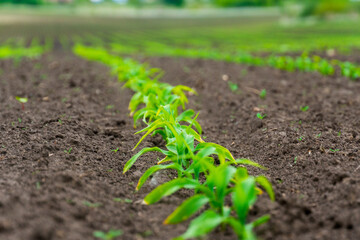 Bright green seedlings are growing vigorously in long, straight rows within a rich brown agricultural field, symbolizing new life and cultivation.
