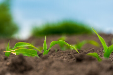 Green plant seedlings are growing in rich brown soil under a soft blue sky, symbolizing new life and agricultural growth.