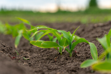 Rows of vibrant green seedlings sprout from rich dark earth, thriving in a peaceful agricultural landscape, symbolizing new life and growth.