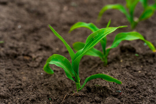Vibrant green plant seedlings are sprouting from rich brown earth, displaying fresh new growth in a natural outdoor agricultural setting.