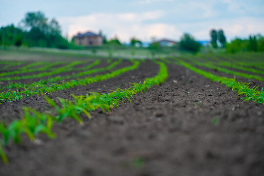 Green young plants grow in neat rows across a fertile farm field under a cloudy sky, showing early agricultural development.