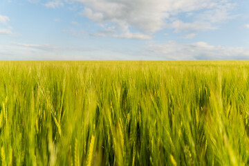 An expansive rural landscape features lush green grain crops swaying gently beneath a clear blue sky dotted with white clouds.