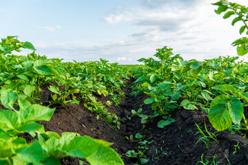 Rows of vibrant green potato plants grow in rich, dark soil under a bright blue sky with soft white clouds.