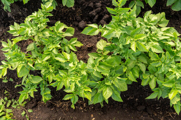 Healthy green potato plants are actively growing in rich dark organic garden soil, displaying vibrant leaves and natural agricultural development.