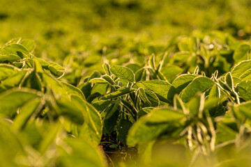 Lush green plants grow vigorously in a vast field, catching golden sunlight on their fresh leaves, symbolizing natural abundance and healthy growth.