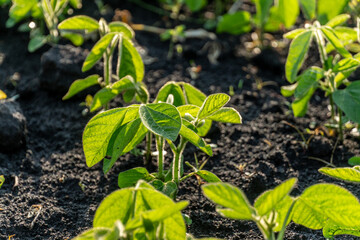 Young green soybean plants grow vibrantly in rich dark soil, bathed in bright sunlight, representing new life and flourishing crops.