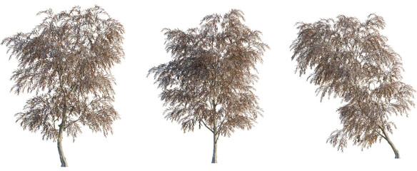 Agonis flexuosa burgundy tree, front view, cutout, 8k png, transparent background, isolate,...