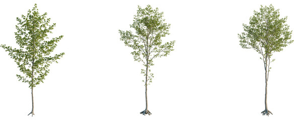 Alnus glutinosa tree, front view, cutout, 8k png, transparent background, isolate, Three trees with light green leaves for landscaping and garden design