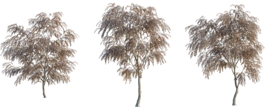 Agonis flexuosa burgundy tree, front view, cutout, 8k png, transparent background, isolate, Three realistic trees with autumn leaves for architectural renderings