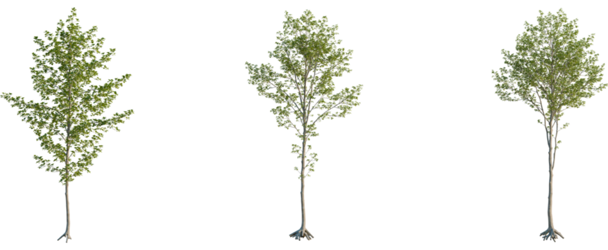 Alnus glutinosa tree, front view, cutout, 8k png, transparent background, isolate, Three trees with light green leaves for landscaping and garden design