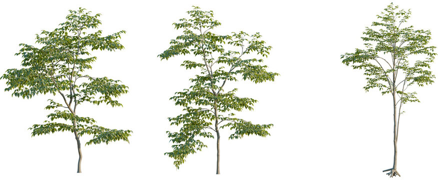 Carpinus betulus tree, front view, cutout, 8k png, transparent background, isolate, Three saplings for landscaping with vibrant green leaves on branches