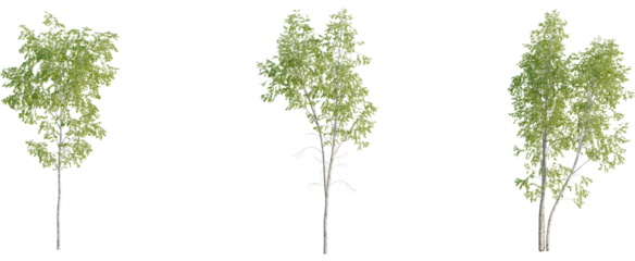 Betula pendula tree, front view, cutout, 8k png, transparent background, isolate, Realistic birch tree collection for nature scene creation and landscaping