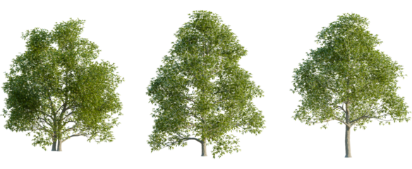 Castanea sativa tree, front view, cutout, 8k png, transparent background, isolate, Three lush green trees offer a natural and serene outdoor aesthetic