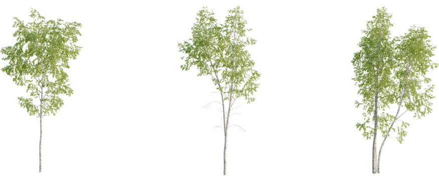 Betula pendula tree, front view, cutout, 8k png, transparent background, isolate, Realistic birch tree collection for nature scene creation and landscaping