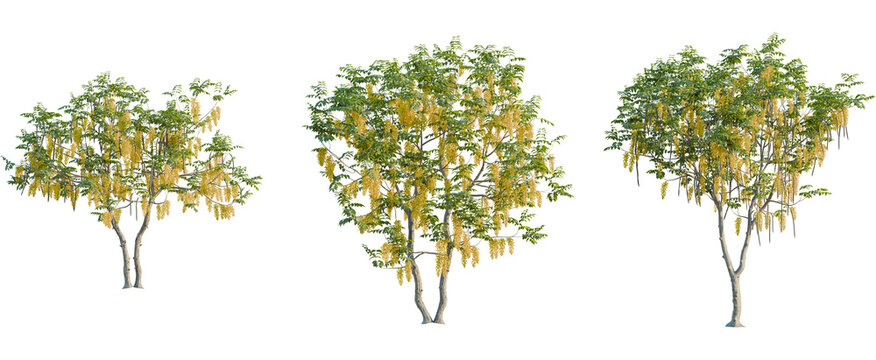 Cassia fistula tree, front view, cutout, 8k png, transparent background, isolate, Three golden shower trees bloom, perfect for landscape design projects